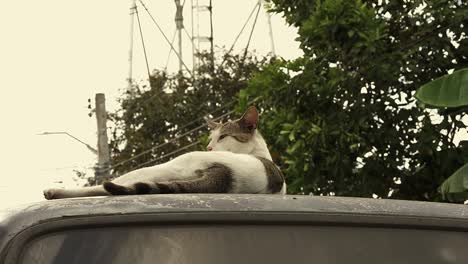 Sunbathing-alley-cat-licks-itself-clean-atop-the-roof-of-a-parked-car