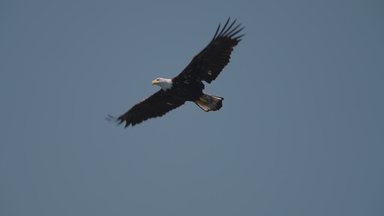 Aquila che pesca nell'oceano in Canada