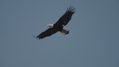 eagle catching fish in the ocean in canada