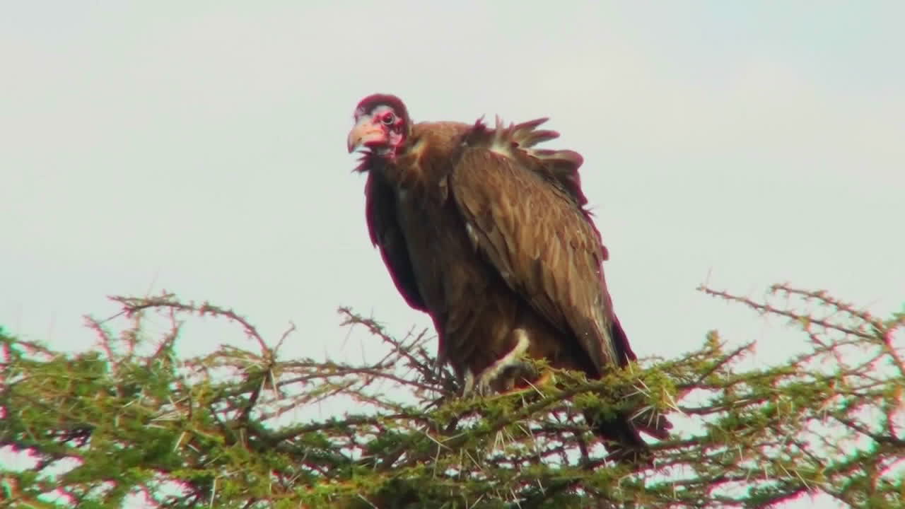 un buitre africano mira hacia abajo desde un árbol