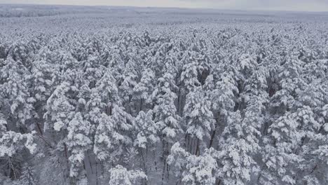 Snow-Covered-Coniferous-Forest-During-Snowy-Winter-4