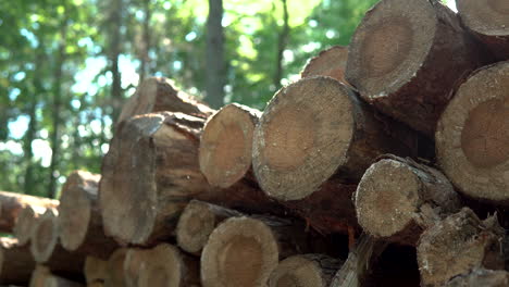 pile of felled tree in the forest by the roadside, insects fly in the sun, static footage