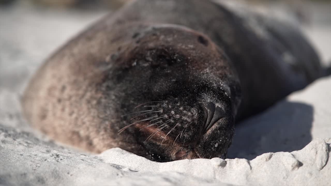 Sleeping Seal on the Beach