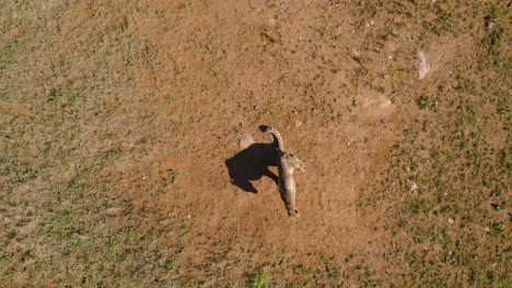 vista de arriba hacia abajo del guepardo jugando solo en el campo de hierba durante un día soleado