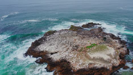 A-flock-of-birds-resting-and-flying-over-a-rock-on-a-cloudy-day-at-San-Gregorio-Beach-off-the-Pacific-Coast-Highway-in-California,-United-States