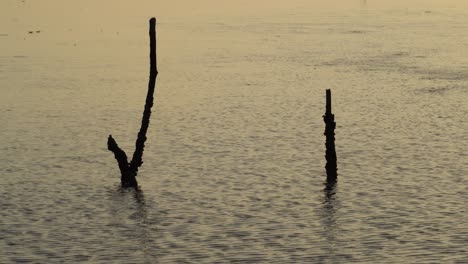 Kahler-Baum-An-Der-Küste-In-Der-Abenddämmerung.