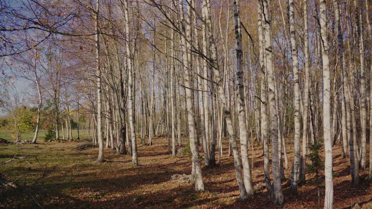Cinematic shot of a beautiful birch forest in autumn