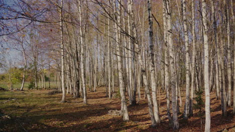 Toma-Cinematográfica-De-Un-Hermoso-Bosque-De-Abedules-En-Otoño