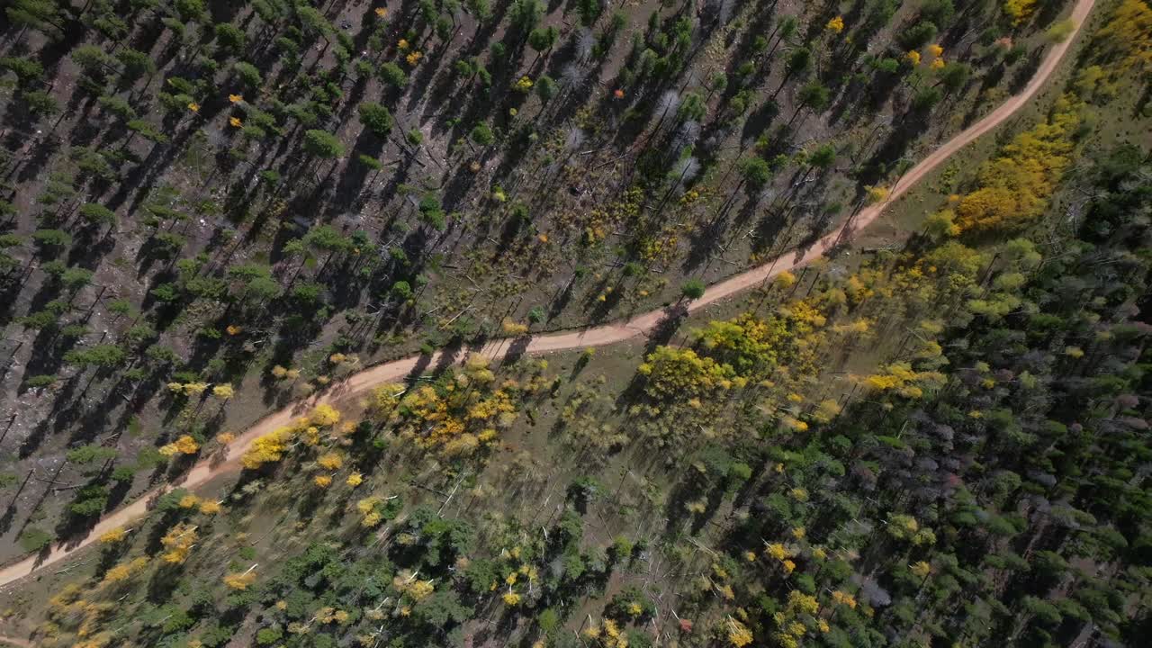 4wd AWD dirt road birdseye view aerial drone view Aspen Tree Forest Mount Shavano Buena Vista Salida Colorado nature landscape fall autumn sunny Rocky Mountains Sawatch Range Chaffee County forward