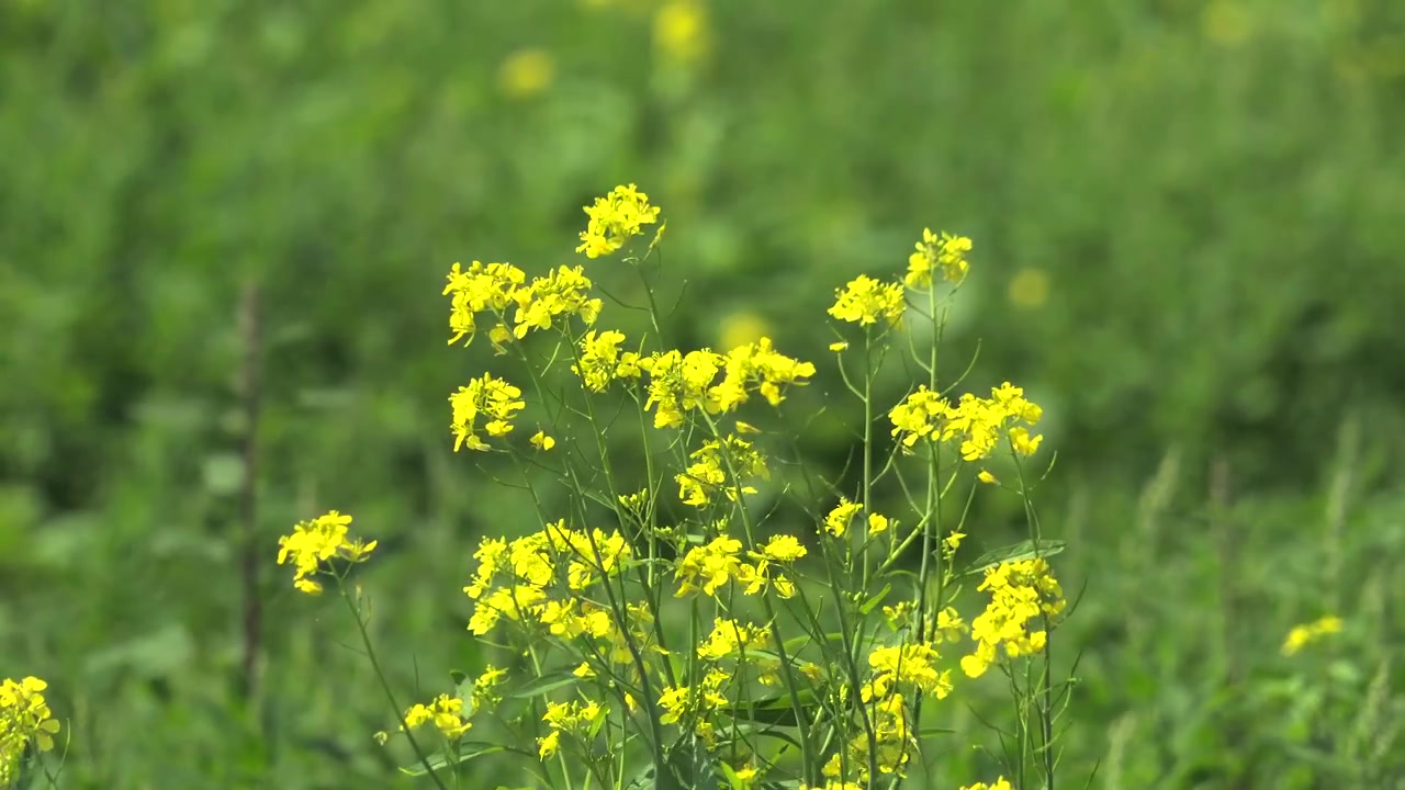 Gule vildblomster svajer blidt på en grøn eng