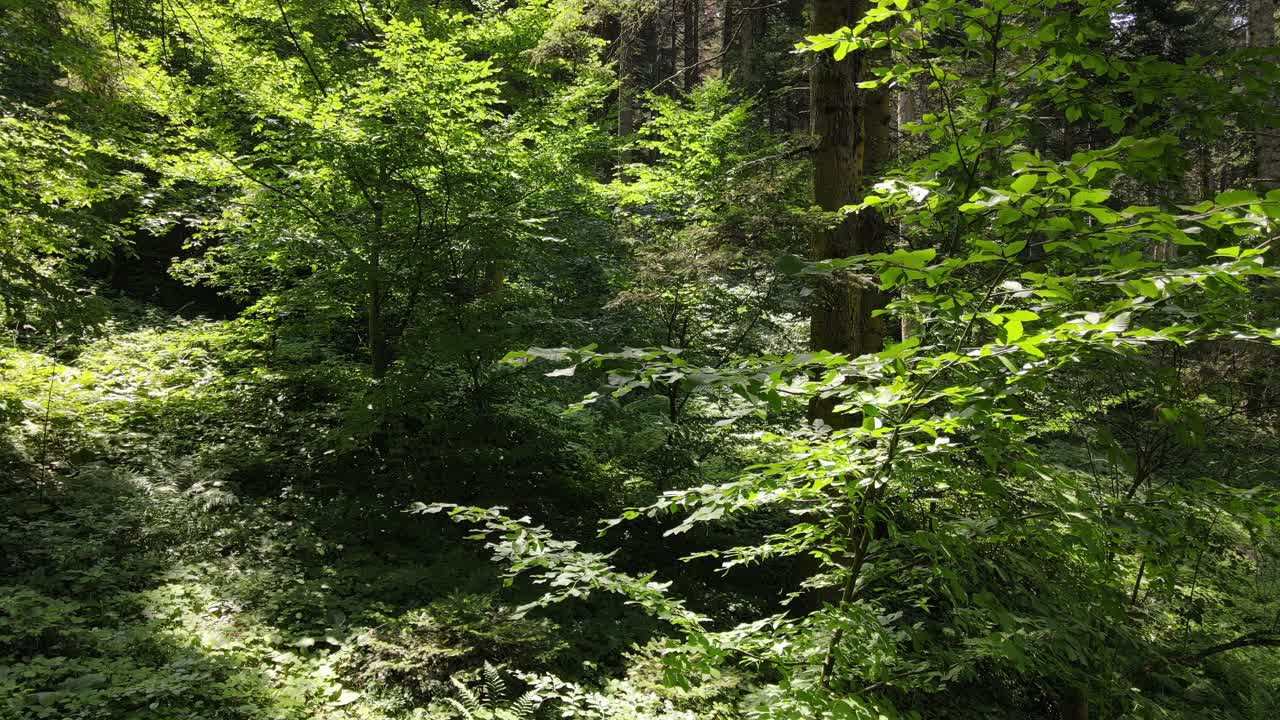 dron épico del bosque
