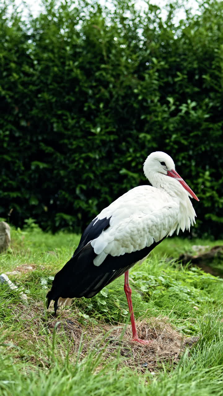 Allevamento di uccelli con grandi aironi bianchi. Cicogna in piedi su una zampa sull'erba. Cicogna in uno zoo ornitologico