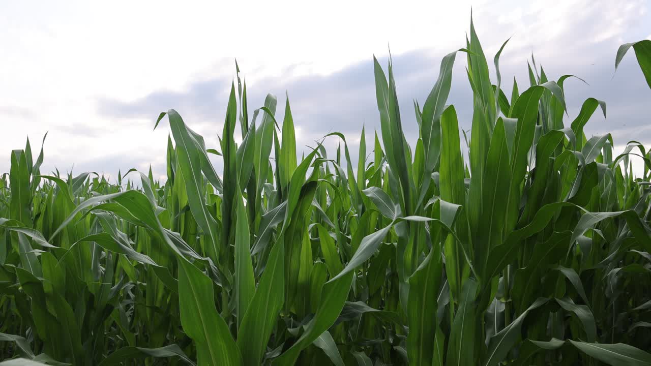 lenta panorámica de las hojas verdes del campo de maíz contra el cielo nublado ondeando en el viento
