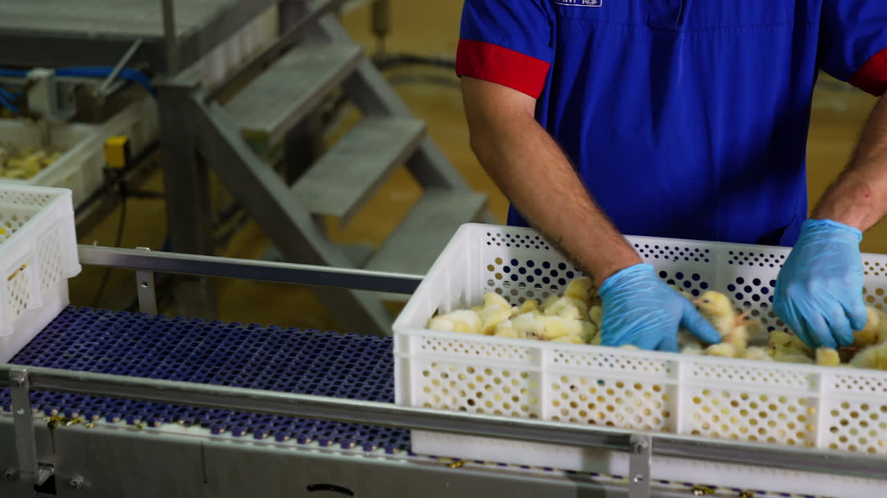 Male worker examining yellow chicks filling the plastic boxes at conveyor line. Poultry industry business.