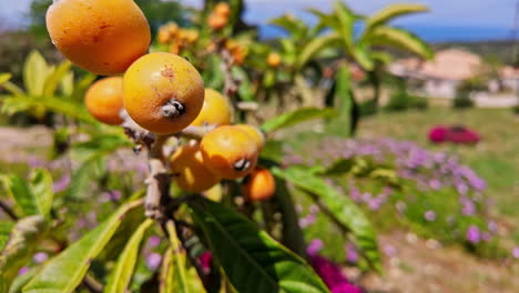 close-up of ripe loquats on a tree with a blurred garden and sea in the background