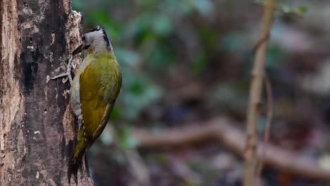 Der-Graukopfspecht-Wird-Auch-Graukopfspecht-Genannt,-Der-In-Vielen-Nationalparks-In-Thailand-Vorkommt-Und-Bei-Der-Wahl-Seines-Lebensraums-Sehr-Wählerisch-Ist,-Damit-Er-Gedeihen-Kann