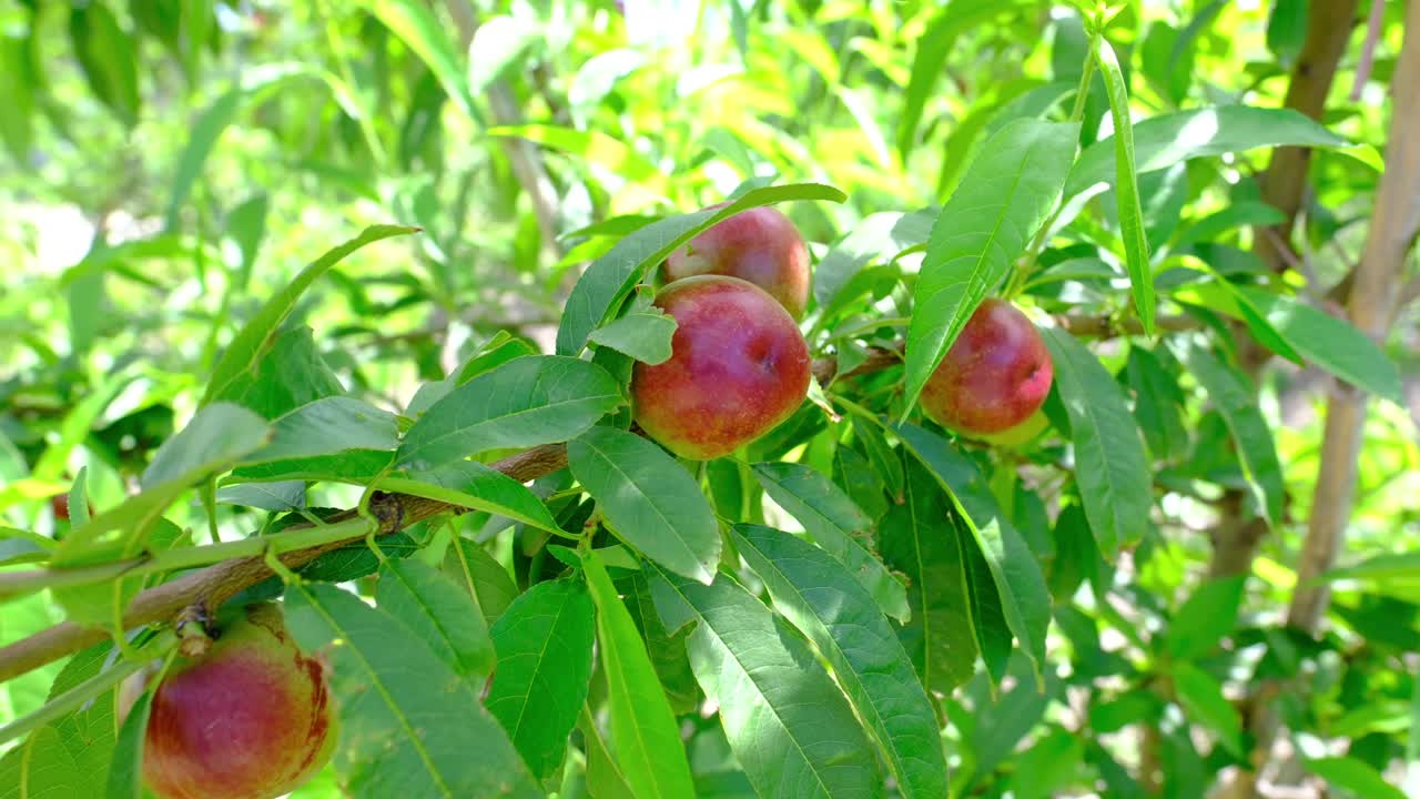 Rami naturali di pesco nel frutteto