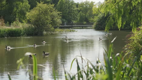 Flock-of-Canada-goose-swimming-through-an-artificial-pond