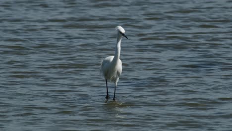 Moving-forward-wading-in-the-water-while-the-wind-blows-making-its-feathers-puff,-Little-Egret-Egretta-garzetta,-Thailand