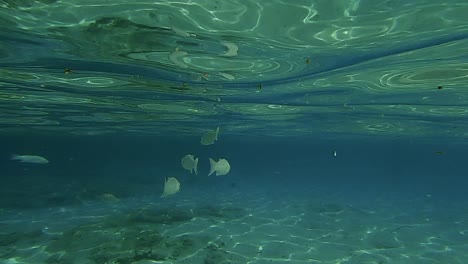 underwater scene of small fish swimming under turquoise emerald and crystalline seawater surface