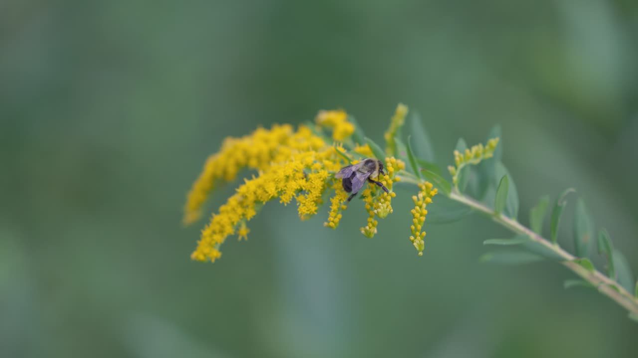여름 숲의 느린 동작, 수분에서 노란색 갈조색 꽃을 수분하는 단일 범블 비 닫습니다
