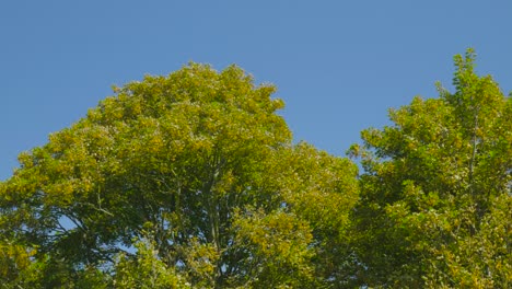 dense foliage of trees in blue sky. pullback