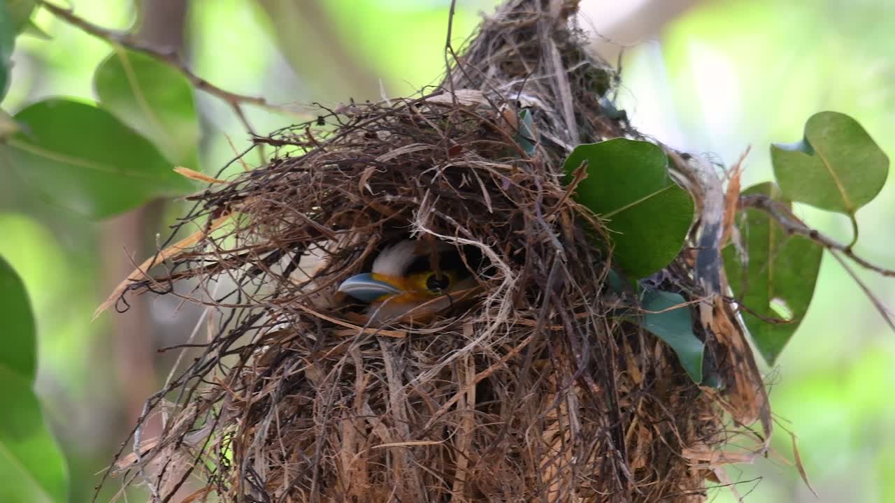 The Silver-breasted Broadbill is a famous bird in Thailand, both local and international