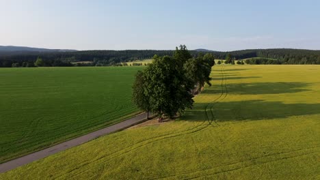 Kamerabewegung-Von-Den-Bäumen,-Wo-Die-Leute-Auf-Der-Bank-Sitzen