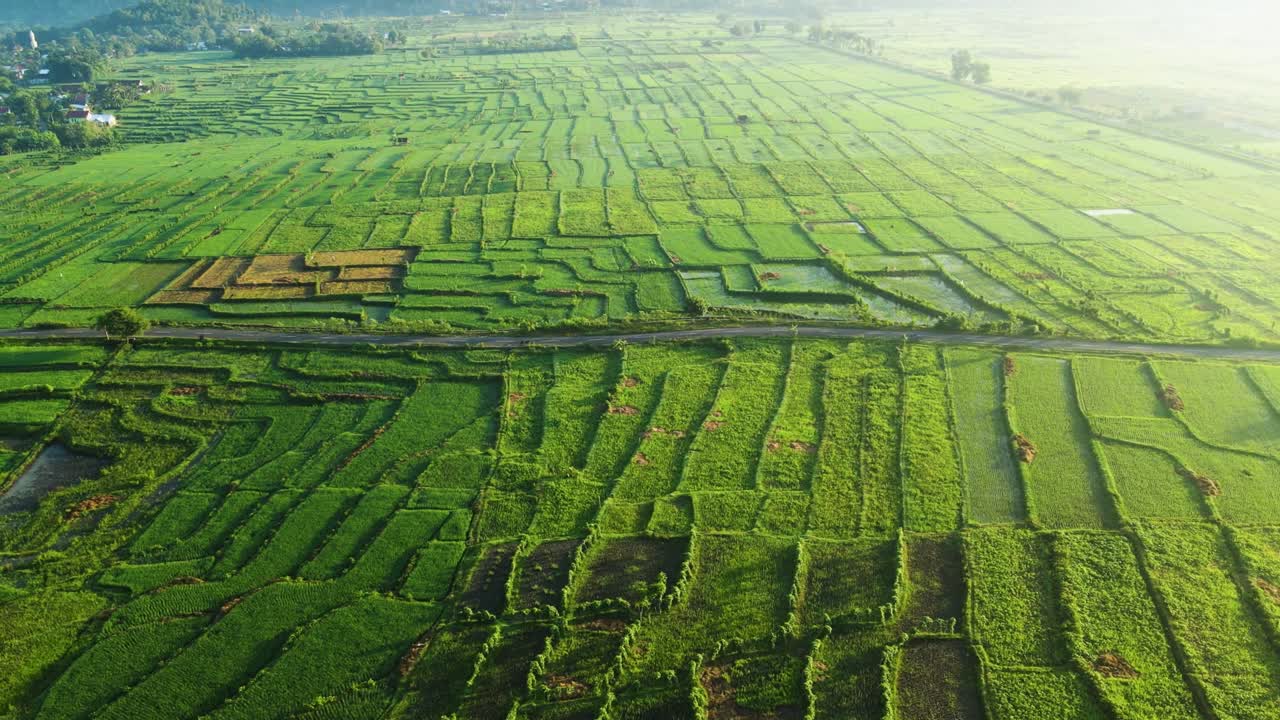 взгляд с воздуха. летите над рисовым полем при восхождении солнца.