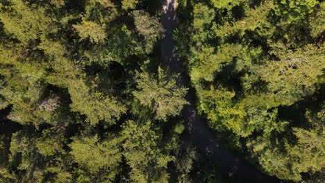 drone footage of zigzag road between forest 3