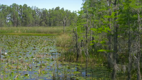 lush green swamp in tropical forest environment