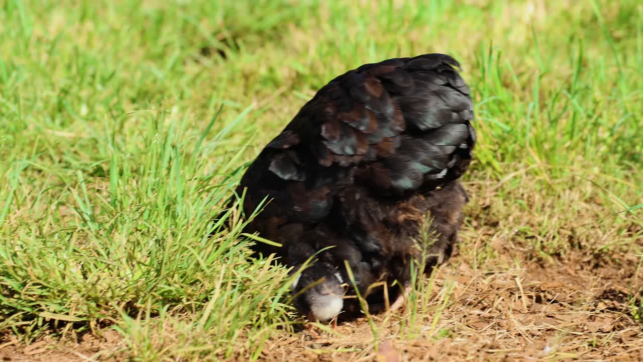 A black chicken and its chick forage in a grassy field under natural daylight in Byron Bay, Australia