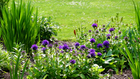 flowers in an outdoor flower garden blowing in the wind