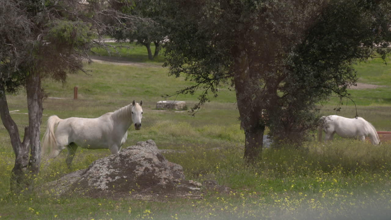 White Horses in a Country Meadow