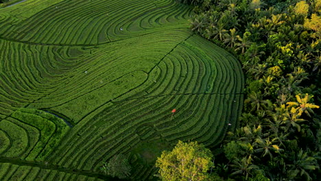 exuberantes campos de arroz jóvenes rodeados de cocoteros en bali, indonesia