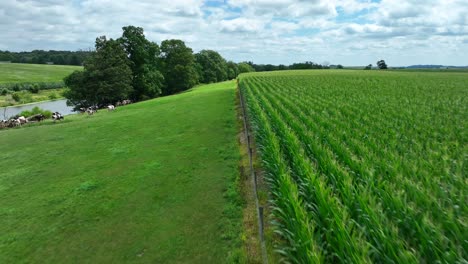 cornfield and cows in rural pennsylvania, united states