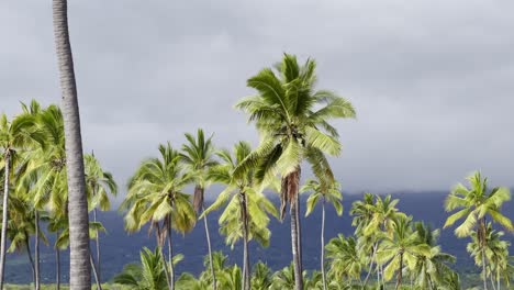 Cinematic-close-up-booming-down-shot-of-a-coconut-tree-on-the-sacred-royal-grounds-of-Pu'uhonua-O-Honaunau-in-Hawai'i