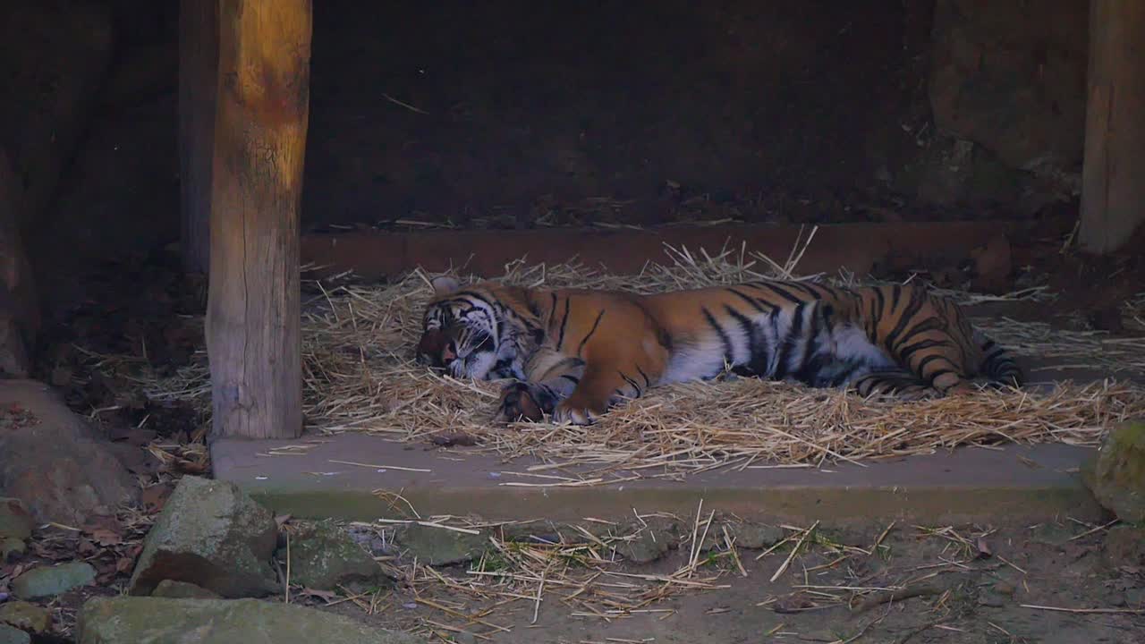 Tiger sleeping in a shelter
