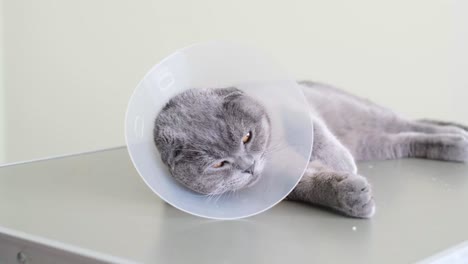 sleepy scottish fold cat with e-collar