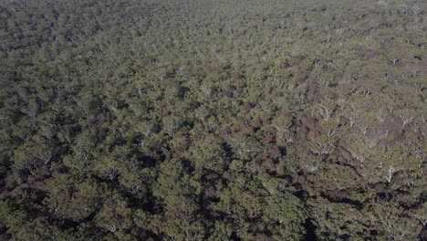 Antena-De-Vegetación-Leñosa-Que-Crece-Cerca-Del-Lago-Marrón-En-North-Stradbroke-Island,-Queensland,-Australia