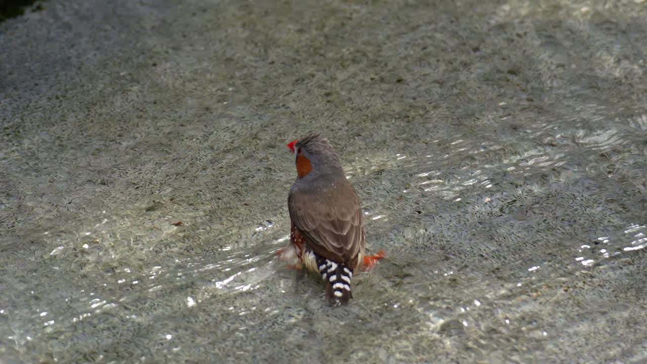 Un maschio di diamante mandarino (Taeniopygia guttata) si trova nell'acqua bassa, mentre fa il bagno prima del tramonto, spiegando le ali e volando via, scatto ravvicinato