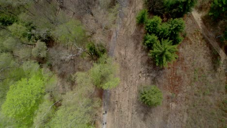 People-walking-in-a-wooded-park-with-clearings-along-a-trail-along-a-sunny-spring-morning---bird's-eye-view-down