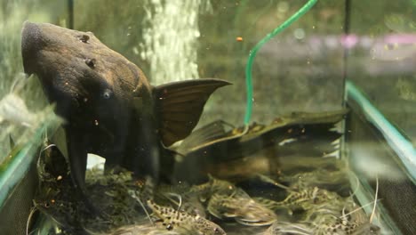 large black colombian blue eyed panaque suck glass on bottom of aquarium tank with malawi spotted syno catfish swimming around