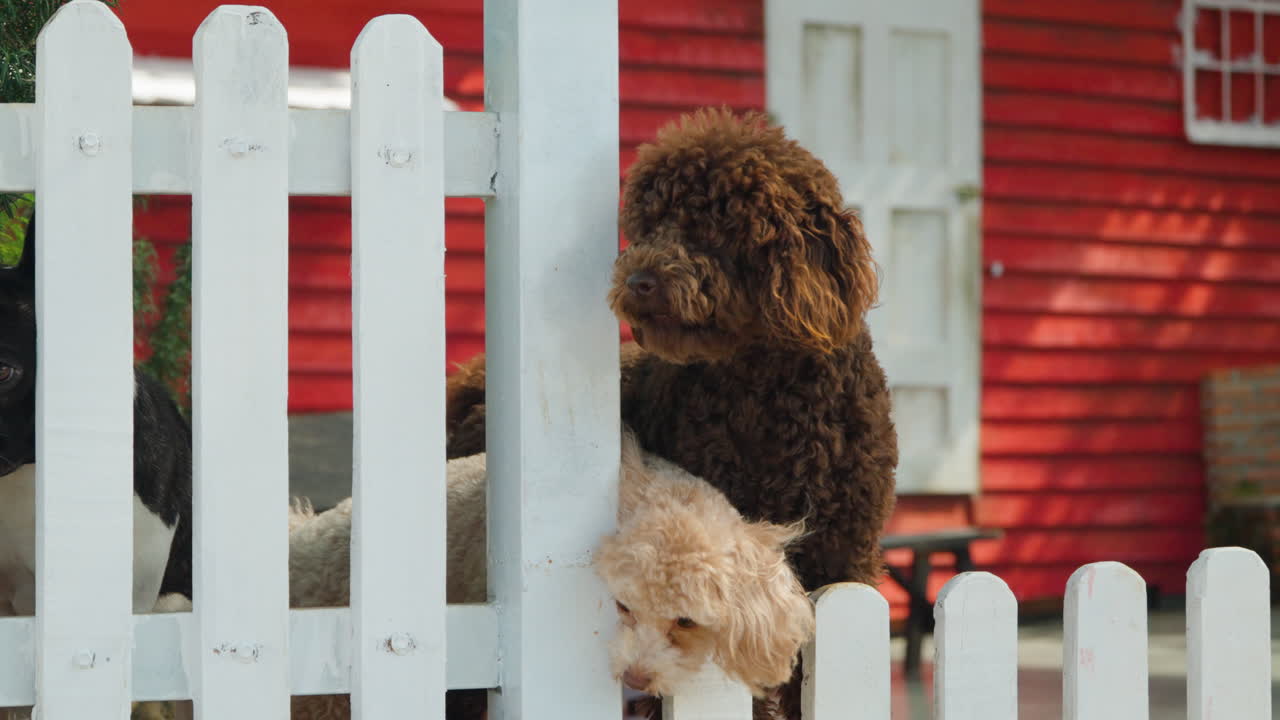adorables caniches de juguete perros se apoyan en la valla de madera de tabla blanca mirando hacia afuera ladrando en el patio de la casa roja - cámara lenta