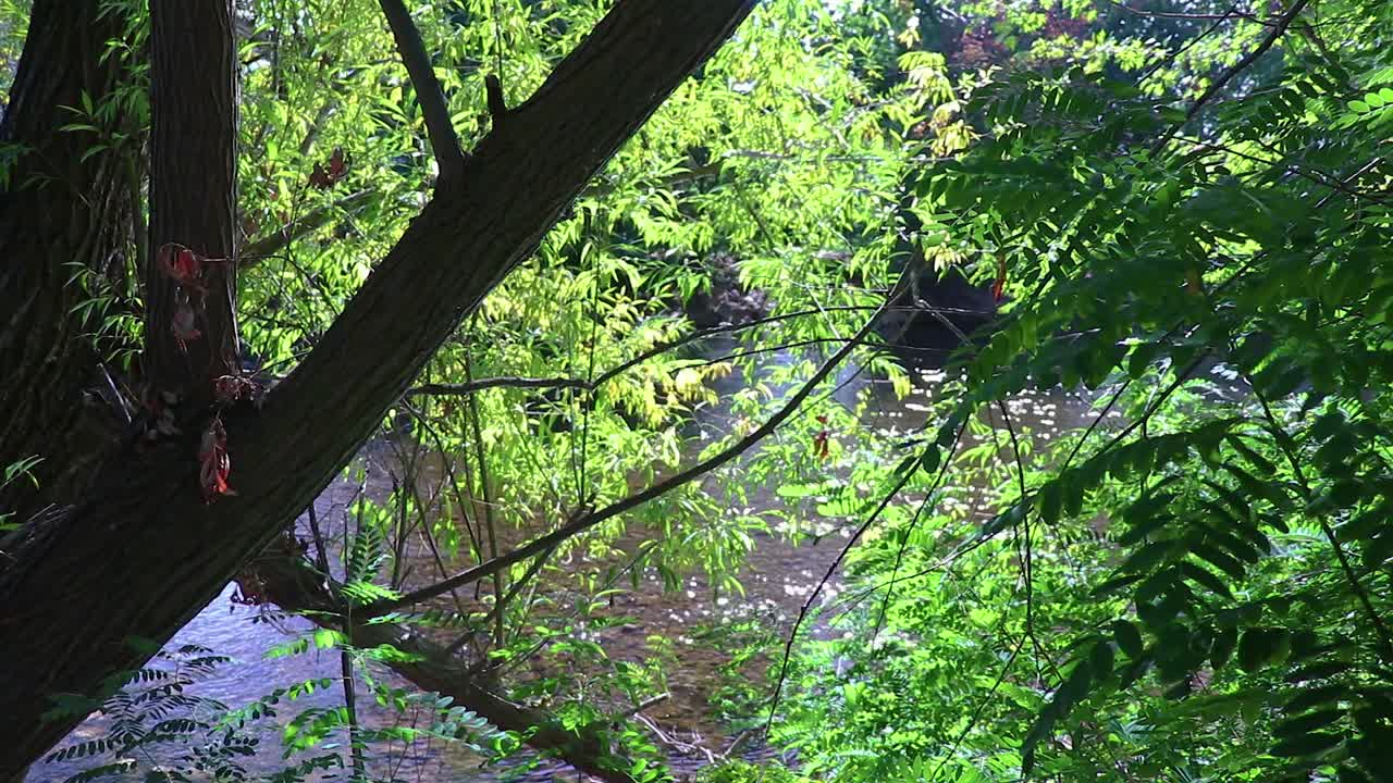 Fall Leave's Blowing In The Wind With A Running River In The Backgroud 20 Second Video.