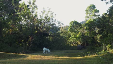 Hund-Und-Carabao-Bei-Barangay-Flat-Mt