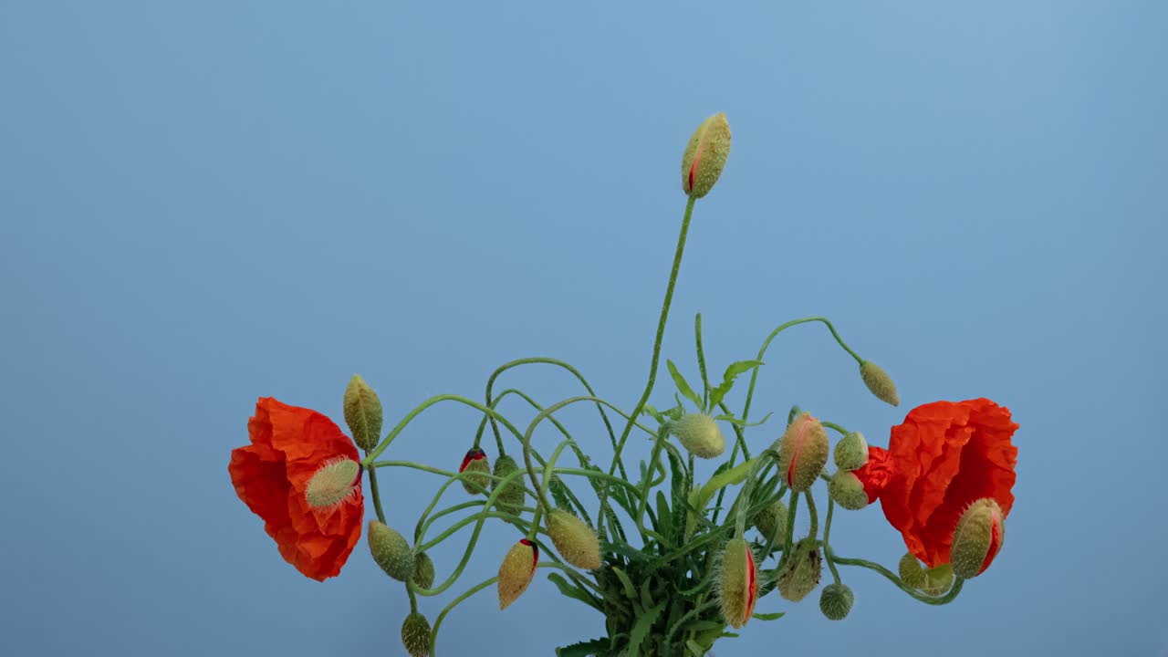 Makro time-lapse af blomstrende buket vilde valmuer, isoleret på blå baggrund.