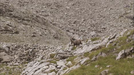 Steinbock-Frisst-In-Freier-Wildbahn-Auf-Einer-Wiese-1