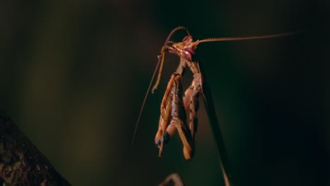 Mantis-Limpiando-Su-Antena-Y-Patas-Con-Su-Boca-Mientras-Comienza-A-Moverse