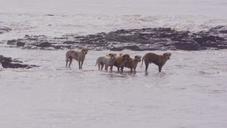 Dogs-standing-in-sea_carter-Road-Bandra